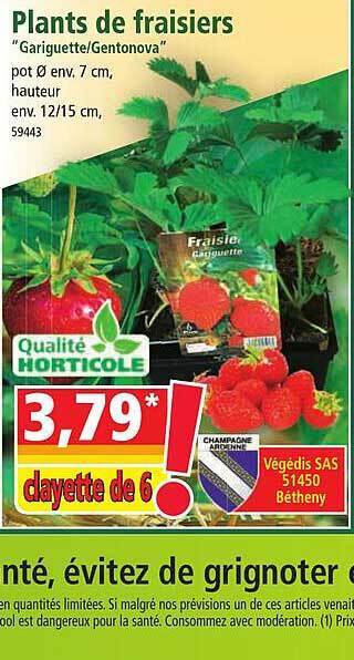 Norma Plants de fraisiers offre