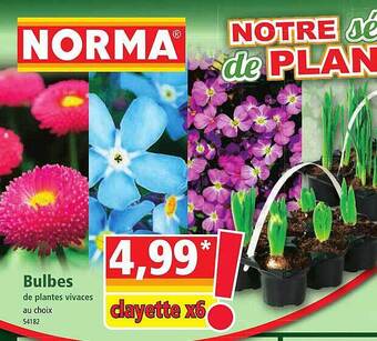 Norma Bulbes offre