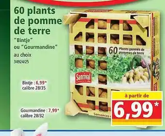 Norma 60 plants de pomme de terre offre