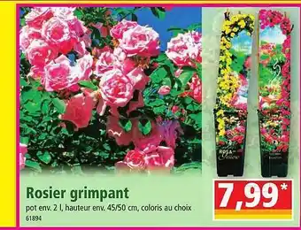 Norma Rosier grimpant offre