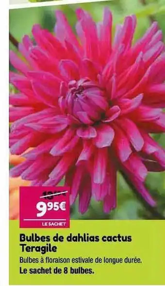 Bulbes de dahlias cactus teragile