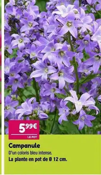 Campanule