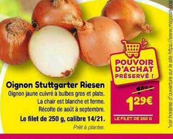 Point Vert Oignon stuttgarter riesen offre