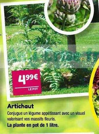 Point Vert Artichaut offre