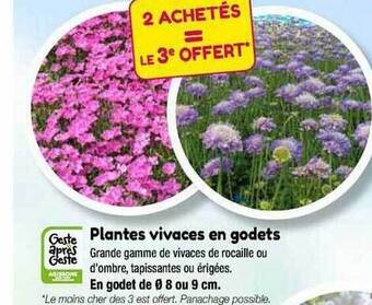 Point Vert Plantes vivaces en godets offre