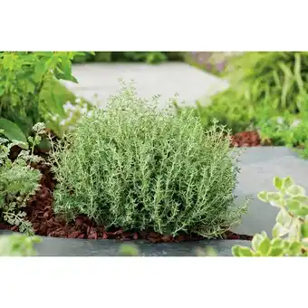 Carrefour Plantes aromatiques offre