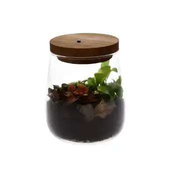 Carrefour Terrarium lumineux offre