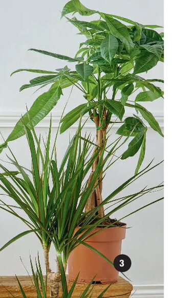 Hyper U Mixte Plantes vertes offre