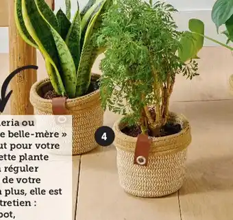 Hyper U Mixte Plantes Vertes Exotiques offre