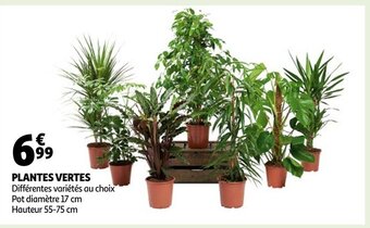 Auchan Plantes Vertes offre