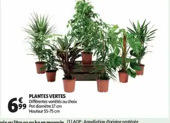 Auchan Supermarché Plantes vertes offre