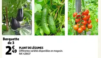 Auchan Plant De Lègumes offre