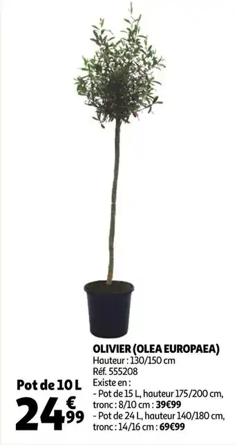 Auchan Olivier (Olea Europaea) offre