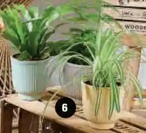 Super U Mixte plantes vertes offre