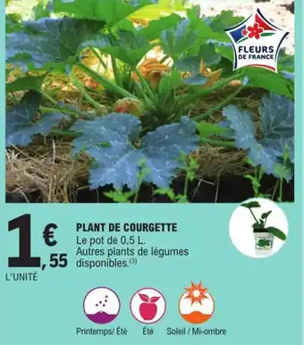 E.Leclerc Plant De Courgette offre