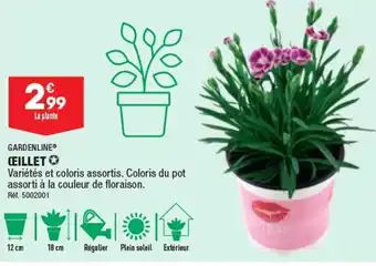 ALDI Œillet offre