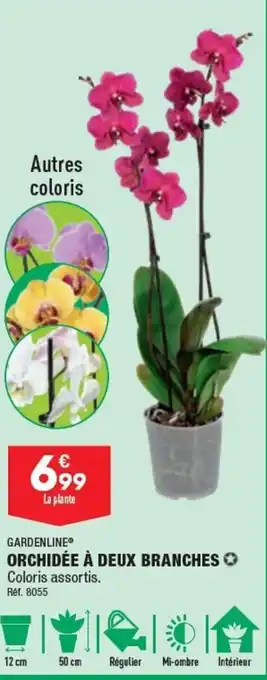 ALDI Orchidée à Deux Branches offre
