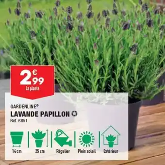 Lavande Papillon