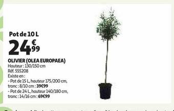 Auchan Olivier (olea europaea) offre