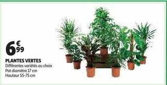 Auchan Plantes vertes offre