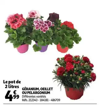 Géranium, Oeillet Ou Pelargonium Réfs.212343-184181-486709