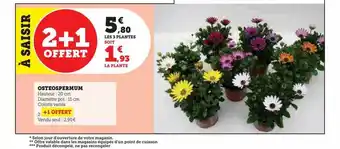Osteospermum