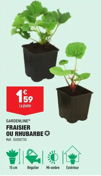 ALDI Fraisier ou Rhubarbe offre