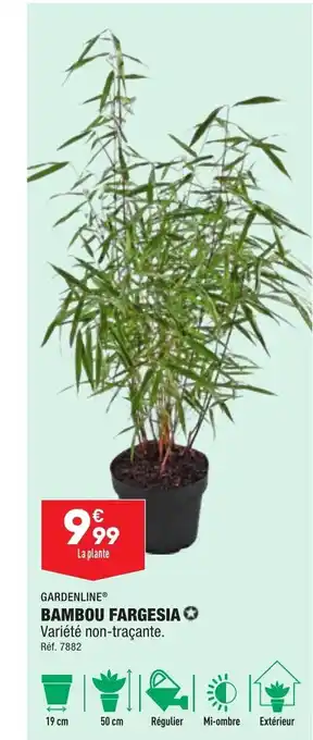 ALDI Bambou Fargesia offre