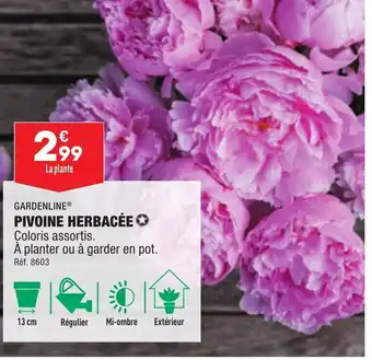 Pivoine Herbacée