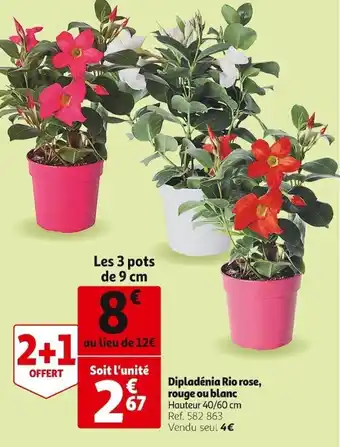 Auchan Dipladénia Rio Rose, Rouge ou Blanc offre