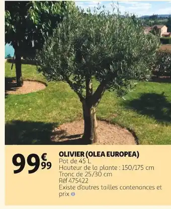 Auchan Olivier (Olea Europea) offre