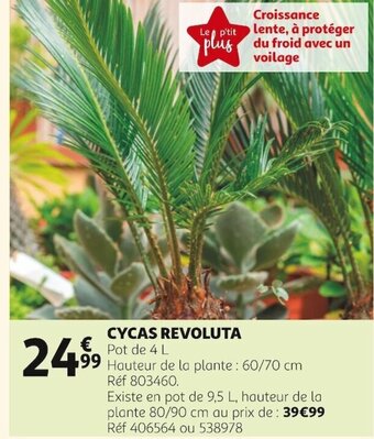 Auchan Cycas Revoluta offre