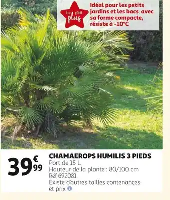 Auchan Chamaerops Humilis 3 Pieds offre