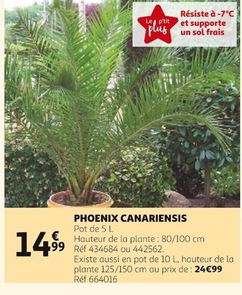 Auchan Phoenix Canariensis offre