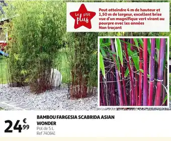Auchan Bambou Fargesia Scabrida Asian Wonder offre