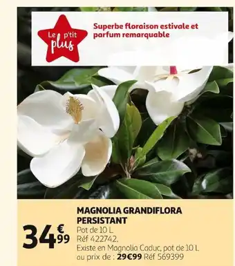 Auchan Magnolia Grandiflora Persistant offre