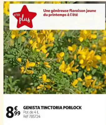 Genista Tinctoria Porlock