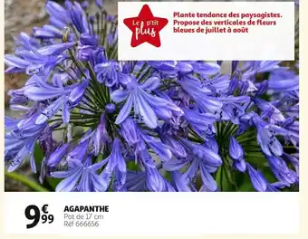 Auchan Agapanthe offre
