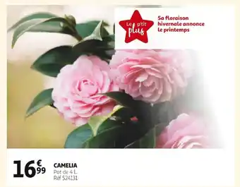 Auchan Camelia offre
