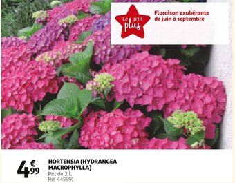 Auchan Hortensia (Hydrangea Macrophylla) offre