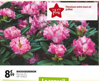 Auchan Rhododendron offre