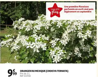 Auchan Oranger Du Mexique (Choiya Ternata) offre