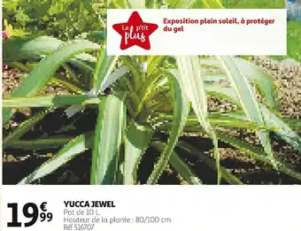 Auchan Yucca Jewel offre