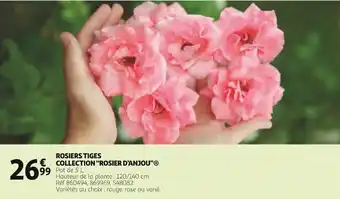 Auchan Rosiers Tiges Collection "Rosier D'Anjou" offre