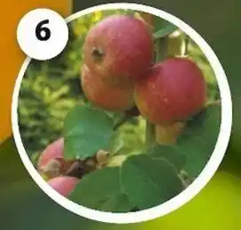 Pommier