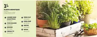 Auchan Plantes Aromatiques offre