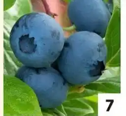 Auchan Myrtille (Vaccinium Patriot) offre