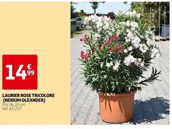 Auchan Laurier Rose Tricolore (Nerium Oleander) offre