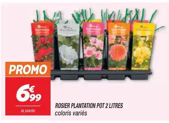 Rosier Plantation Pot 2 Litres Coloris Variès