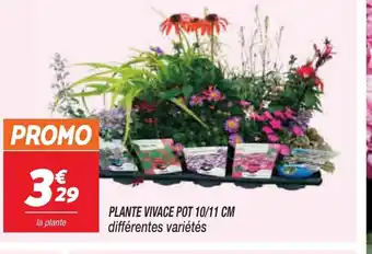 Netto Plante Vivace Pot 10/11 cm Differentes Variètes offre
